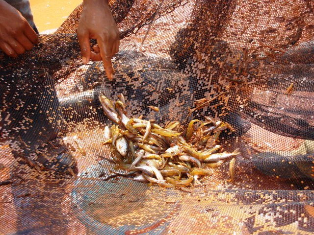 Coleta de peixes para análise e monitoramento ambiental