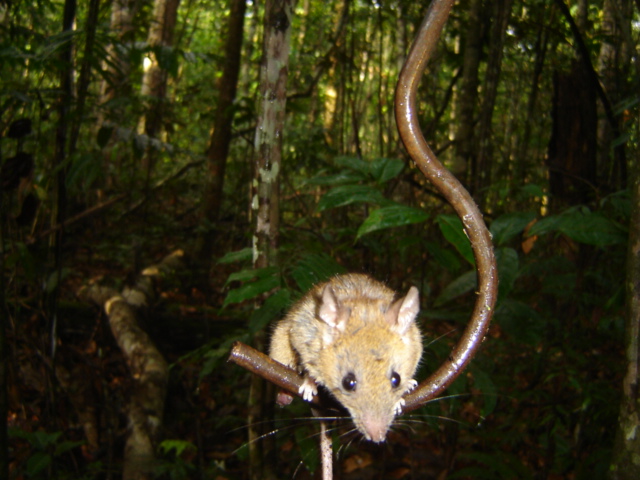 Registro de fauna em monitoramento ambiental
